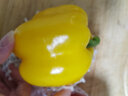 京百味 北京 红黄彩椒 450g 简装 新鲜蔬菜 实拍图