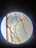 铁牛（Tieniu）光学专业显微镜XSP-02-640倍细菌细胞观察小学初中生中考教学同款 XSP-02显微镜+电子目镜 晒单实拍图