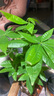 花友发财树盆栽办公室盆栽室内客厅桌面绿植小盆景发财树植物花卉 猪+三杆发财树 实拍图