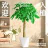 植男植女幸福树造型绿宝盆栽绿色植物客厅室内大型绿植办公室乔迁源头直发 实拍图