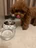 朗诺冻干肉碎拌饭猫犬零食粮伴侣冻干粮猫咪狗营养宠物食品美味解馋 5罐 牛肉味70g（库存紧张） 实拍图