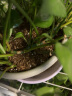 德沃多肥料绿萝专用营养土15L园艺绿植花卉盆栽有机种植土壤养花土种菜土 实拍图