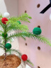 夏洛特植物南洋杉北欧风室内懒人好养活绿植物办公室桌面花卉盆栽圣诞节礼物 南洋杉+奶黄泡泡盆+椰丝+圣诞树 晒单实拍图