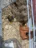 宠乐侠金丝熊仓鼠笼子专用豪华别墅便宜大的饲养窝箱小屋房子用品齐全易 47裸笼（新手不建议购买） 实拍图