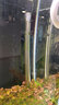 森森（SUNSUN）不锈钢加热棒防爆自动恒温乌龟缸水族箱加热器小型鱼缸加温棒 升级加热更精准300W不锈钢(32.5cm) 实拍图