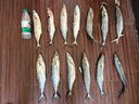 达亿瓦（DAIWA） 21 MISSION CS 新款纺车轮路亚轮泛用钓鱼轮入门渔轮 左右手切换型 3000型 实拍图