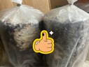 菇婆婆平菇蘑菇种植菌包菌棒盆栽食用菌种家庭趣味栽培阳台采新鲜的蘑菇 香菇【出口级-4袋装】 袋装 实拍图