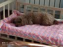 北鼻狗 狗垫子狗窝猫窝 宠物垫子小中大型犬窝垫 泰迪狗狗用品睡垫毛毯 灰色90*70CM【适合50斤内】 实拍图