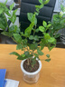 绿荫巷子茉莉花苗盆栽带花苞栀子花卉植物室内绿植浓香四季好养开花 【自吸盆】茉莉花 实拍图