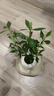 卉轩居鸭脚木绿植盆栽四季常青好养室内办公室客厅小叶栀子花卉桌面植物 鸭脚木+竖纹盆【苔藓】 实拍图