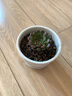 若绿 多肉植物 室内盆栽绿植花卉组合办公室多肉植物 奥利维亚 实拍图