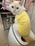 华元宠具（hoopet）猫衣服夏季猫咪防掉毛两脚衣布偶无毛猫宠物春秋服装夏天透气薄款 【纯棉透气】森系小兔背心-黄 M：胸围43cm 建议5-8斤 实拍图