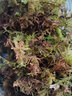 宠以沫（CHONG YIMO）乌龟冬眠用品过冬装备套装小房子专用沙土无菌土蛭石苔藓爬宠垫材 30g苔藓 实拍图