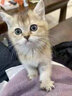 松宠金渐层猫咪英短蓝猫沐浴露成幼美毛香波洗澡用品 金渐层猫咪浴液 实拍图
