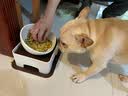日式宠物狗狗猫斜口防滑陶瓷食盆架法斗碗狗碗食盆大号大型犬用品 L-白色碗黑垫餐桌套装 实拍图
