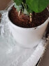 幼薇茉莉花盆栽花苗四季常青植物室内花卉开花不断绿植盆栽 茉莉花老桩+大白圆柱瓷盆+底托 带盆栽好 实拍图