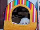 环宠星际 冬天保暖狗窝猫窝别墅狗屋房子泰迪小型犬宠物床窝四季通用 彩虹房子窝【猫狗通用】 L-建议25斤以下 实拍图