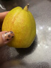 锁季新疆库尔勒香梨现摘新鲜水果脆甜香妃全母梨孕妇水果春节礼盒送礼 净重8斤商超大果 单果120g+ 实拍图