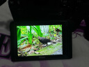 尼康（Nikon）Z5全画幅微单相机 数码相机 微单套机（Z 24-50mm f/4-6.3 微单镜头）Vlog相机视频拍摄 晒单实拍图