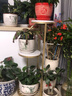 赏欧家居现代铁艺花架室内多层绿植花盆架客厅花架阳台简约落地花几 三Ceng金色（单件） 实拍图