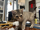 华元宠具（hoopet）猫咪牵引绳防挣脱外出专用遛猫绳子溜猫链子宠物胸背带可调节背心 雾霾蓝-工字防挣脱 中号-建议体重5-7斤内 实拍图