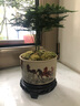 幼薇文竹盆栽植物室内绿化四季迷你办公室绿植摆件桌面好养创意小盆景 文竹+八骏陶瓷盆+圆形底盘 带盆栽好 实拍图