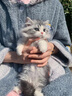 涴喵 苏氏纯种英短幼猫短毛猫大脸猫宠物猫咪活体辅助喂养 宠物级 【蓝白】 实拍图