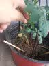寿禾 寿光蔬菜苗组合套装批发大全菜苗秧苗子种菜秋冬季秧苗山东 红黄圣女果苗各3棵 实拍图