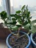 叶之静柠檬树苗 阳台 庭院植物 南方北方种植 果树苗 当年颗结果 尤利克柠檬树 五年大苗当年结果 实拍图