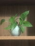 京卫青瓷花插茶道摆件陶瓷花器水培玻璃透明创意简约小花瓶家居装饰品 哥窑11款粉青 实拍图