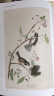 奥杜邦手绘鸟类高清大图全集（典藏版） 实拍图