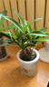 艾莹有香味的兰花苗 建兰金尊红颜 四季兰带金边室内阳台花卉盆栽绿植 【带花】香水石斛10苗苔藓球配底座 实拍图