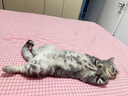 猫乐适肠道处方粮 TS5 科学营养系列呵护猫咪肠胃 猫肠道敏感猫粮肠胃 TS5肠道全价处方粮 4.5kg 实拍图