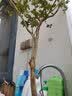 香林农台湾树葡萄嘉宝果树苗沙巴四季开花当年结果盆栽南方种植庭院绿植 沙巴5年苗130-160cm 实拍图