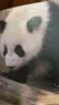 熊猫 萌兰 熊猫图书（赠熊猫杯垫+海报+手绘贴纸+明信片*4，近80张照片，全景呈现“三太子”么么儿成长轨迹） 实拍图