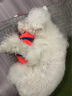 petmate狗狗户外玩具大小型犬训练互动狗足球橄榄球 橄榄球 12.5*20cm 实拍图