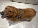 出众者狗狗牵引绳马犬胸背带大型犬狗绳背心式狗背带法斗金毛狗狗用品 背带+85cm狗绳/棕色 L码（推荐体重35-75斤） 实拍图