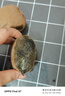 颜曼箐无锡水蜜桃新鲜水果【JD/顺丰多地次日达】白凤水蜜桃可送货上门 A+级果12枚礼盒 单果3-4两 实拍图