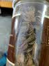 国药药材【甘肃岷县】 正宗黄芪片特级搭中药材正品补气血泡水喝煲汤磨粉 实拍图