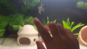 米家智能鱼缸小米智能鱼缸小型客厅水族箱自动喂食智能联动生态过滤 米家智能鱼缸（标配） 实拍图