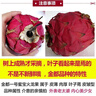 译优农海南红心火龙果金都一号新鲜水果大红肉蜜宝生鲜现货现摘整箱 4.5斤果王约3-5个【更大更饱满】 实拍图