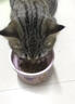 乐摩双酵倍护低温烘焙无谷成猫幼猫全阶段通用兔肉鲜肉烘焙猫粮 100g试吃装 实拍图