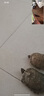 萌龟饲家宠物龟 巴西龟活物 宠物活体乌龟 半水龟小乌龟苗 观赏龟活体 15-17厘米下蛋宠物龟 2只情侣龟+100克龟粮 实拍图