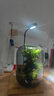 生命之树苔藓微景观桌面生态瓶免打理办公室盆栽真植物耐养礼物 小叶赤楠+植物灯 实拍图