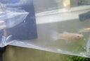 疯狂水草孔雀鱼活体水族宠物观赏鱼冷水耐活小型热带鱼淡水鱼苗 天空蓝 观赏鱼2对【4cm左右】 实拍图