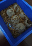 KERRY面包虫活体饲料黄粉虫鸟鱼龟蜥蜴金龙鱼鬃狮蝎子守宫食物幼体幼虫 买1斤送1斤（发2斤）【70%选择】 实拍图