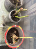 8年玫瑰老桩花苗玫瑰盆栽花卉观赏花植物阳台室内室外盆栽地栽花老桩蔷薇花多次开花 卡罗拉 【20号】5棵装 不含盆 实拍图