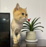 怡亲（YOKEN）成猫粮2.5kg5斤鱼形颗粒鸡肉味布偶蓝猫橘猫加菲英短猫咪成猫干粮 实拍图