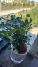 樱霞【顺丰上门】花卉植物室内桌面净化空气水培小绿植好养活驱蚊盆栽 【浓香组合】九里香+栀子花 带盆 实拍图