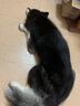 猫姐汪弟 狗绳子大型犬牵引绳反光牵引带加长2米中型犬遛狗绳狗链拴狗绳 黑色3米牵引绳 实拍图
